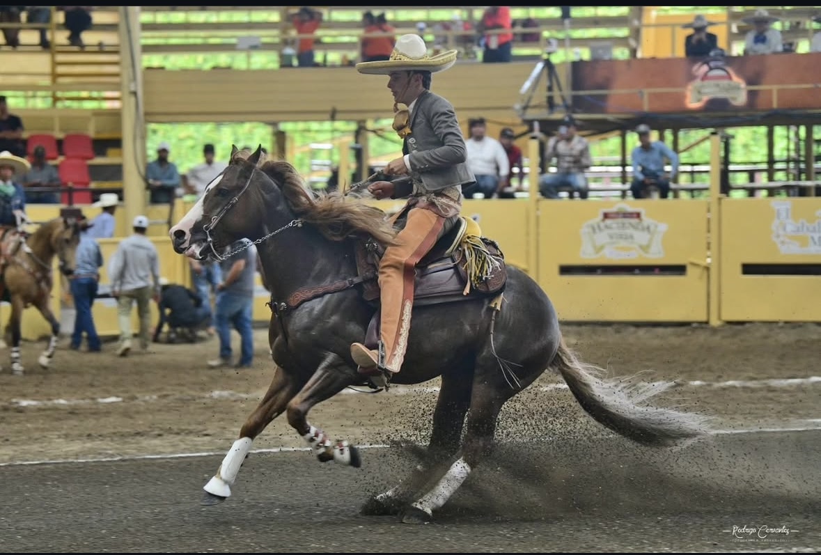 Charro y caballo ejecutando una cala en competencia