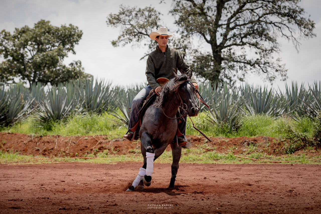 Entrenador trabajando una maniobra de rienda con un caballo