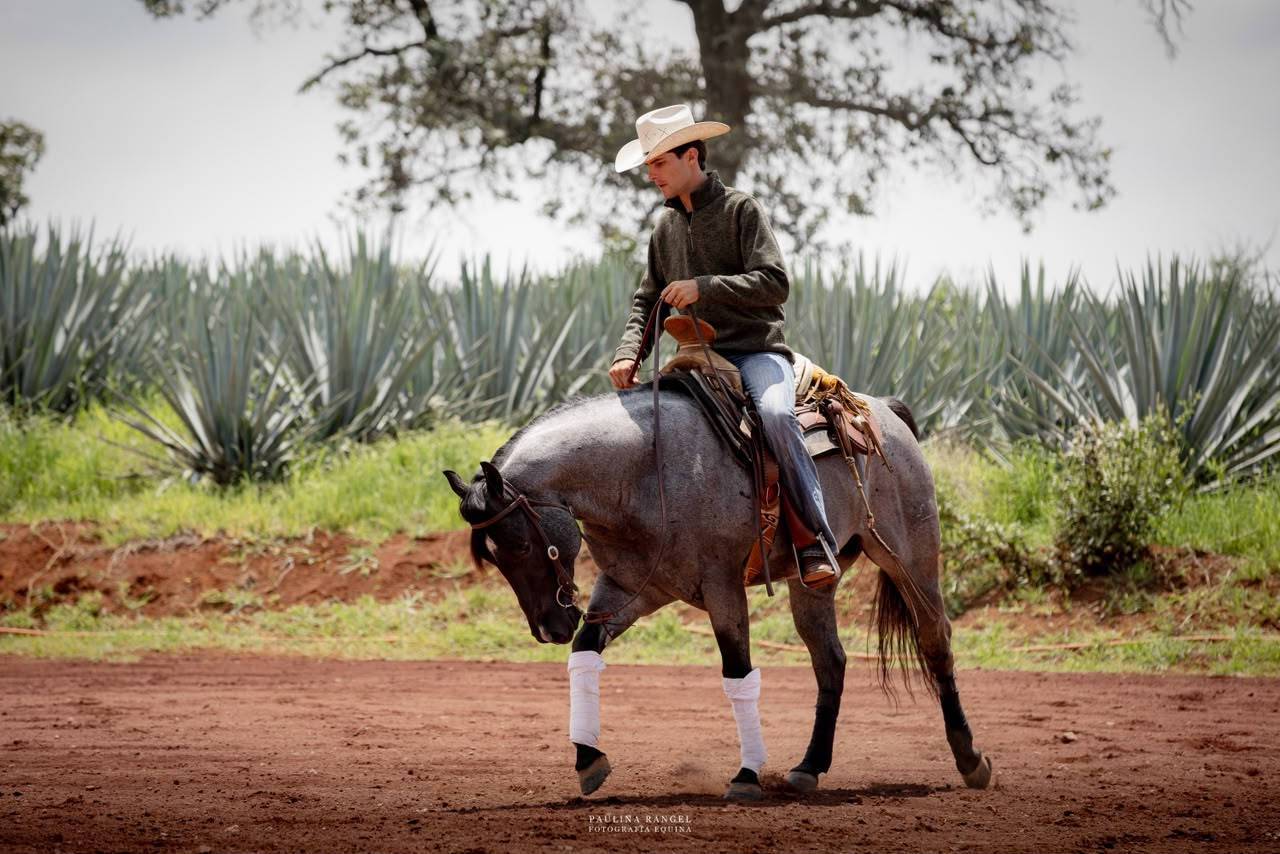 Caballo y entrenador durante una sesión de trabajo
